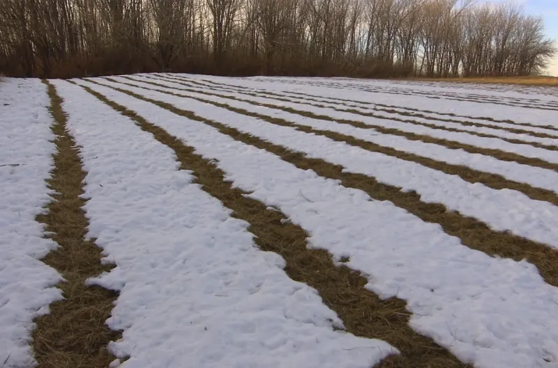 Snow melted in parallel strips over the warmer buried septic drainfield trenches in a rural Iowa lawn